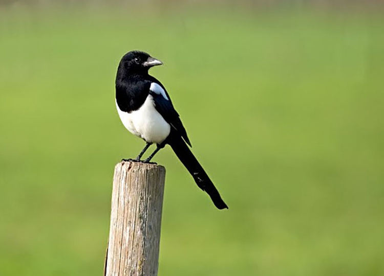 Vogels en Dieren-001