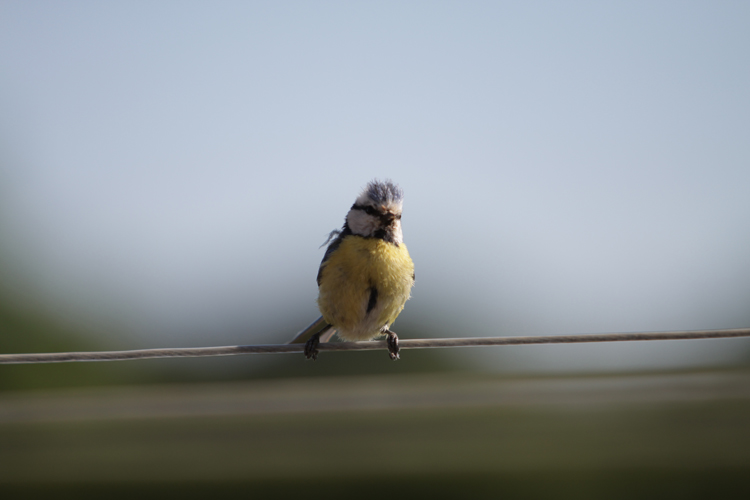 Vogels en Dieren-003