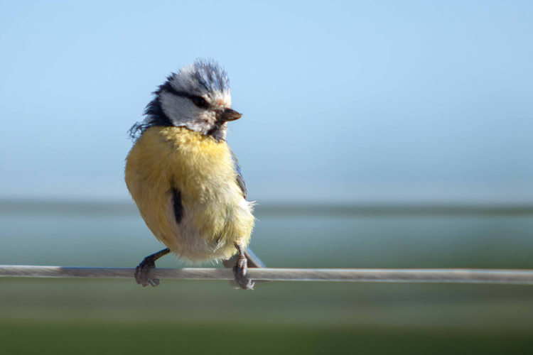 Vogels en Dieren-004