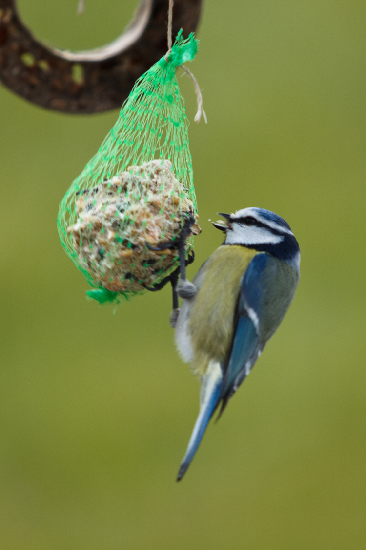 Vogels en Dieren-005