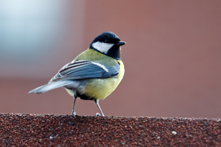 Vogels en Dieren-008