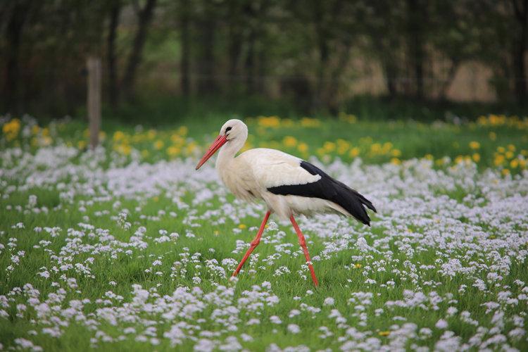 Vogels en Dieren-010