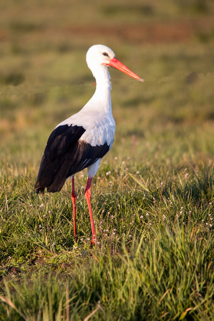 Vogels en Dieren-012