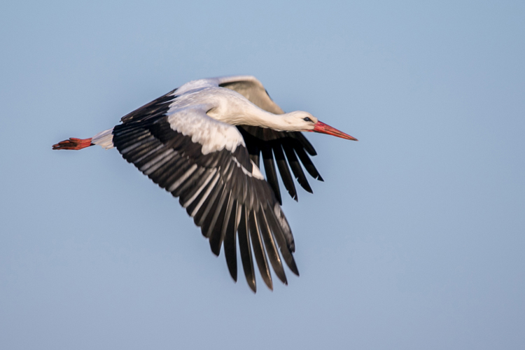 Vogels en Dieren-013