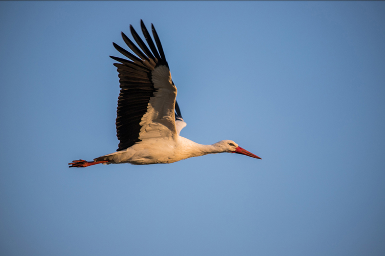 Vogels en Dieren-014