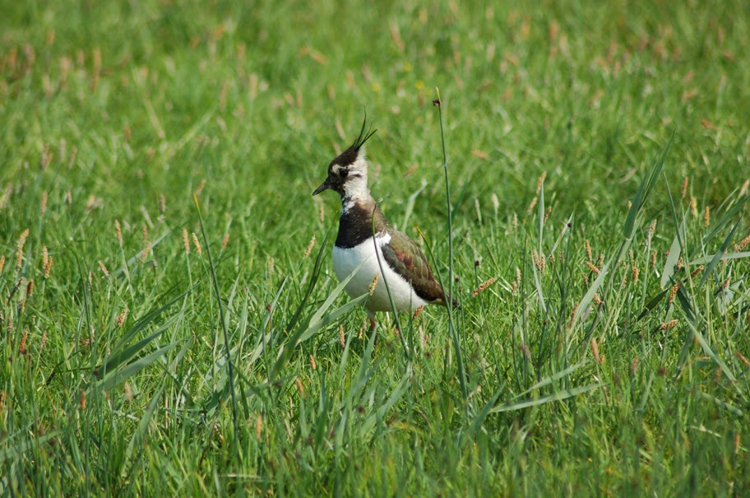 Vogels en Dieren-017