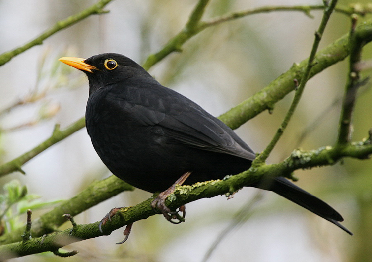 Vogels en Dieren-018